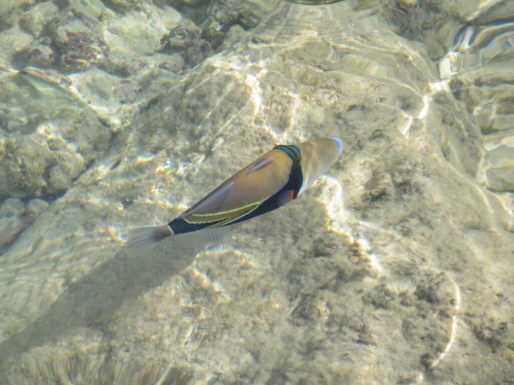 Tropical fish in Waikiki beach