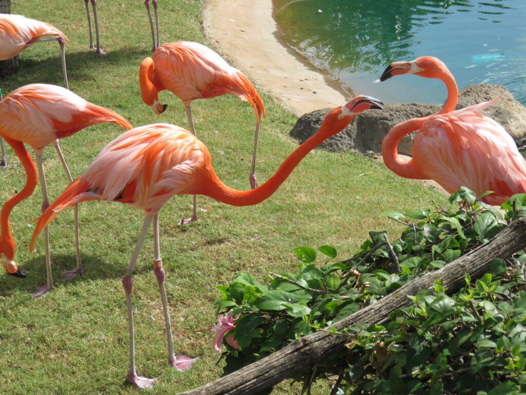 Flamingos 