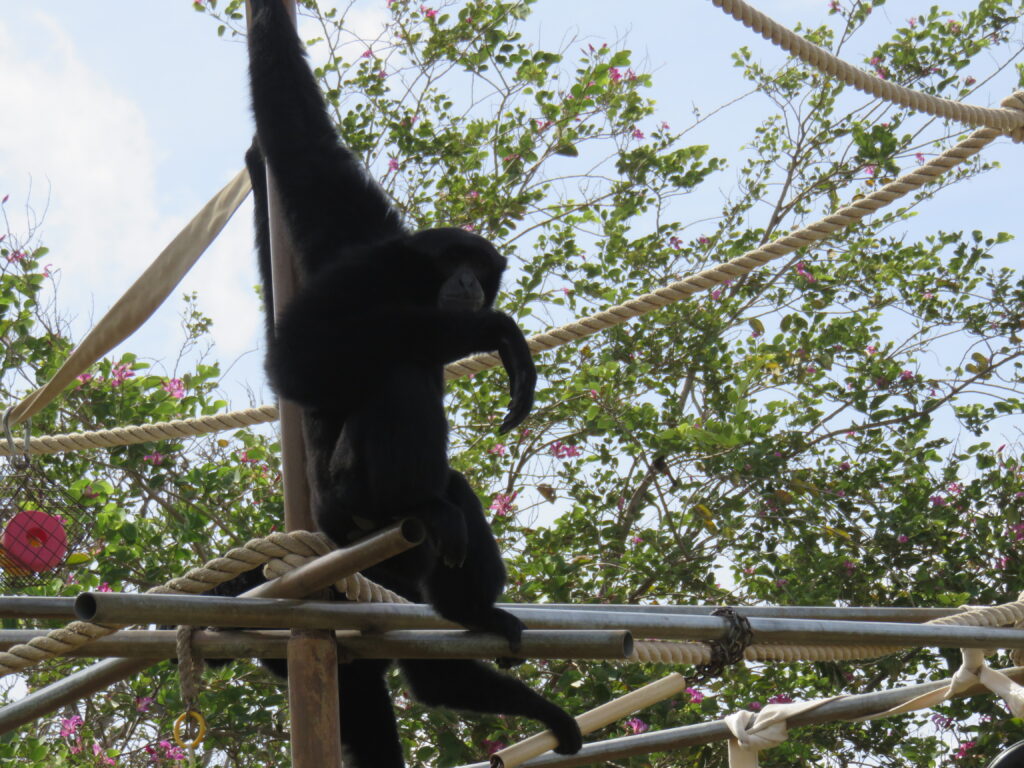 Black spider monkey