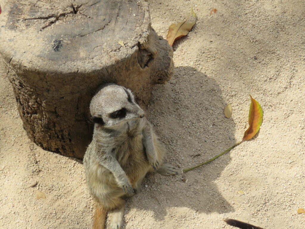 Meerkat