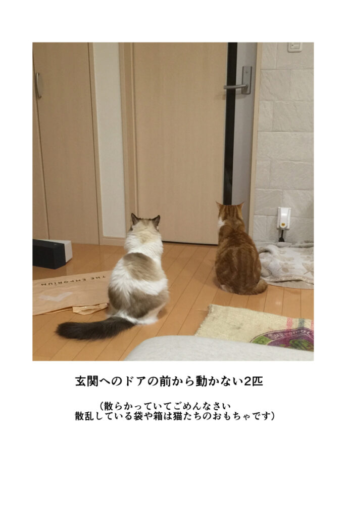 夫と猫